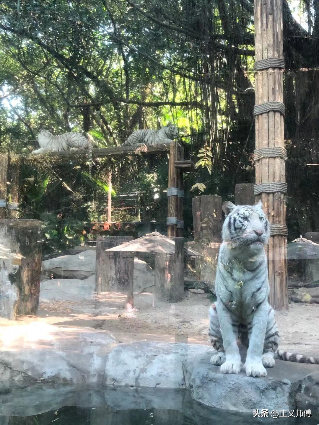 长隆动物园的动物,广州的长隆野生动物园有哪些动物