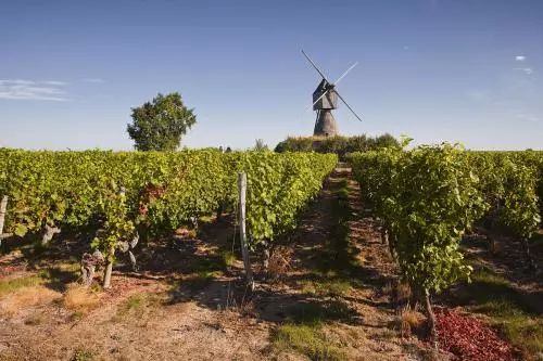 品丽珠赤霞珠,品丽珠代表酒水