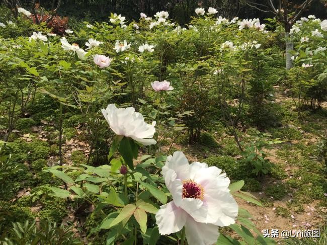海外华人2019故乡行:去看看水漫金山的镇江金山江天禅寺,这个才是真正的金山寺,它今年真的没有被淹