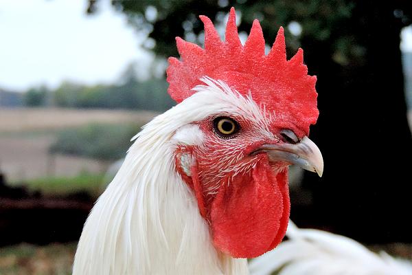 高卢雄鸡图片,高卢雄鸡是什么颜色