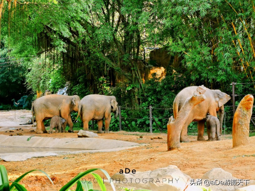 广州长隆野生动物园夜场,长隆嘉年华夜场17号有什么节目