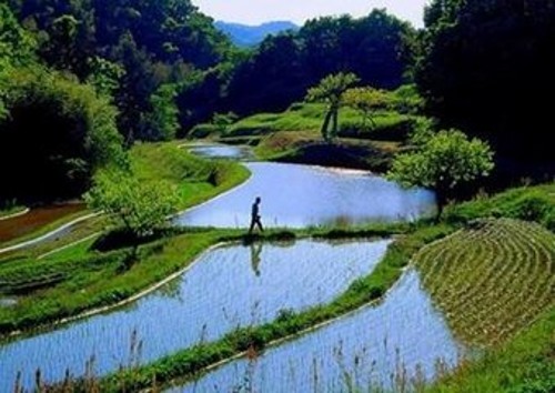 生态农业发展的十大模式,怎样发展生态农业