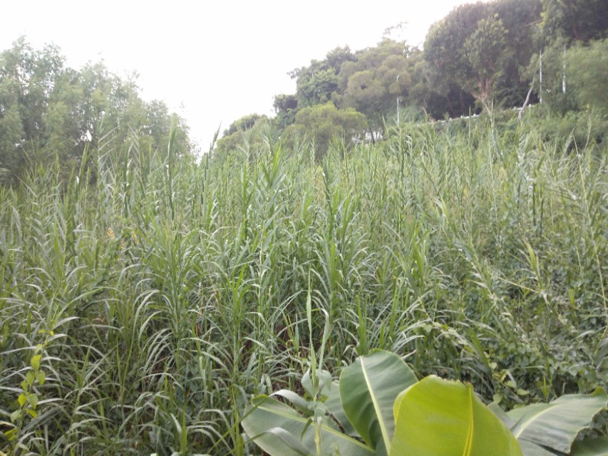 珠海的特色是什么,珠海的吉大是什么