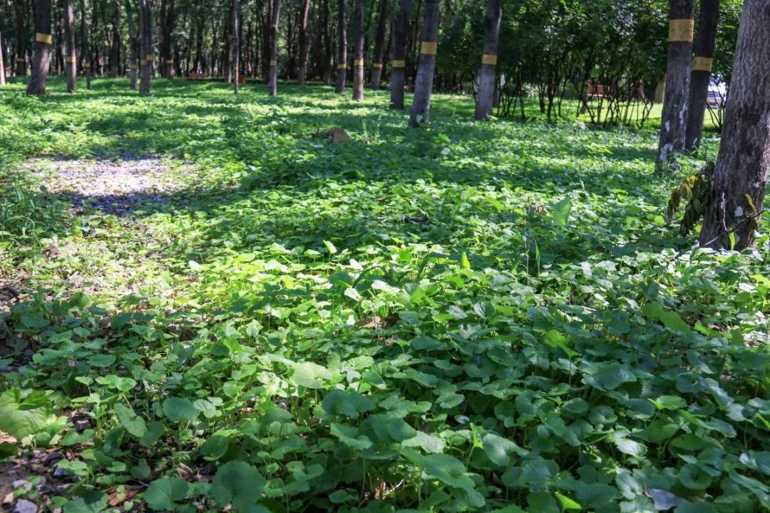 北京人少景美赏秋的公园,北京赏秋中山公园