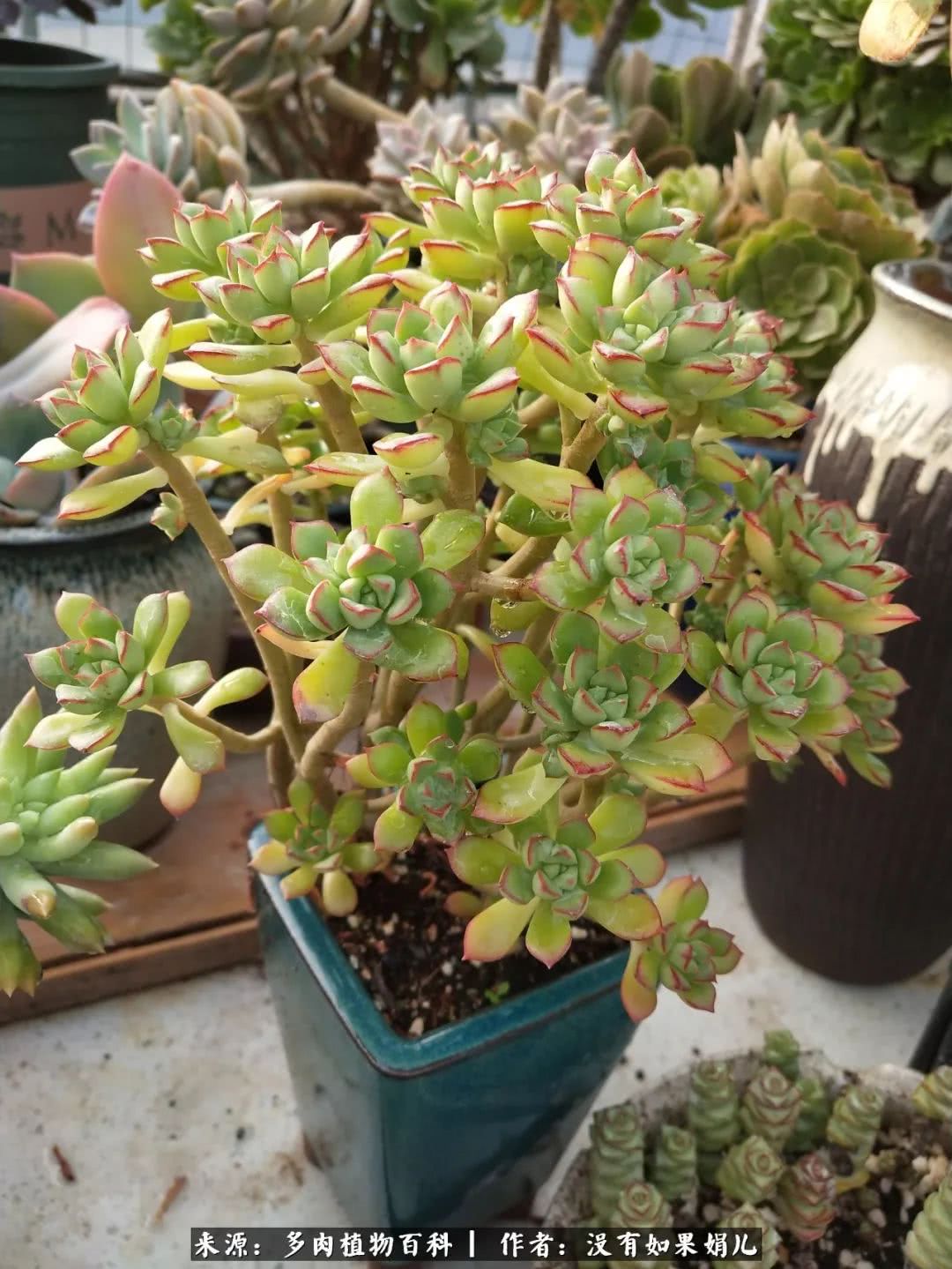 明人不说暗话，我为多肉而来！