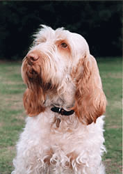 性格温顺的大型犬品种,宠物狗大型犬都有哪些品种