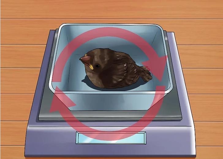 你有没有养过小动物,你有没有想过要养一只猫