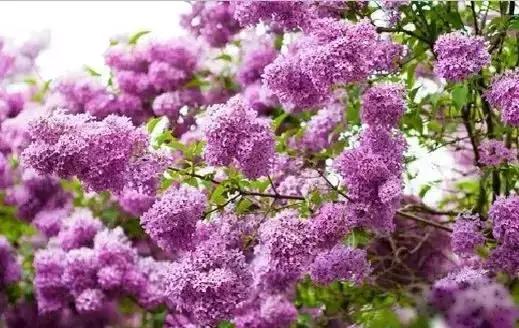 世界各国国花大开眼界美到爆,世界各国国花及国树