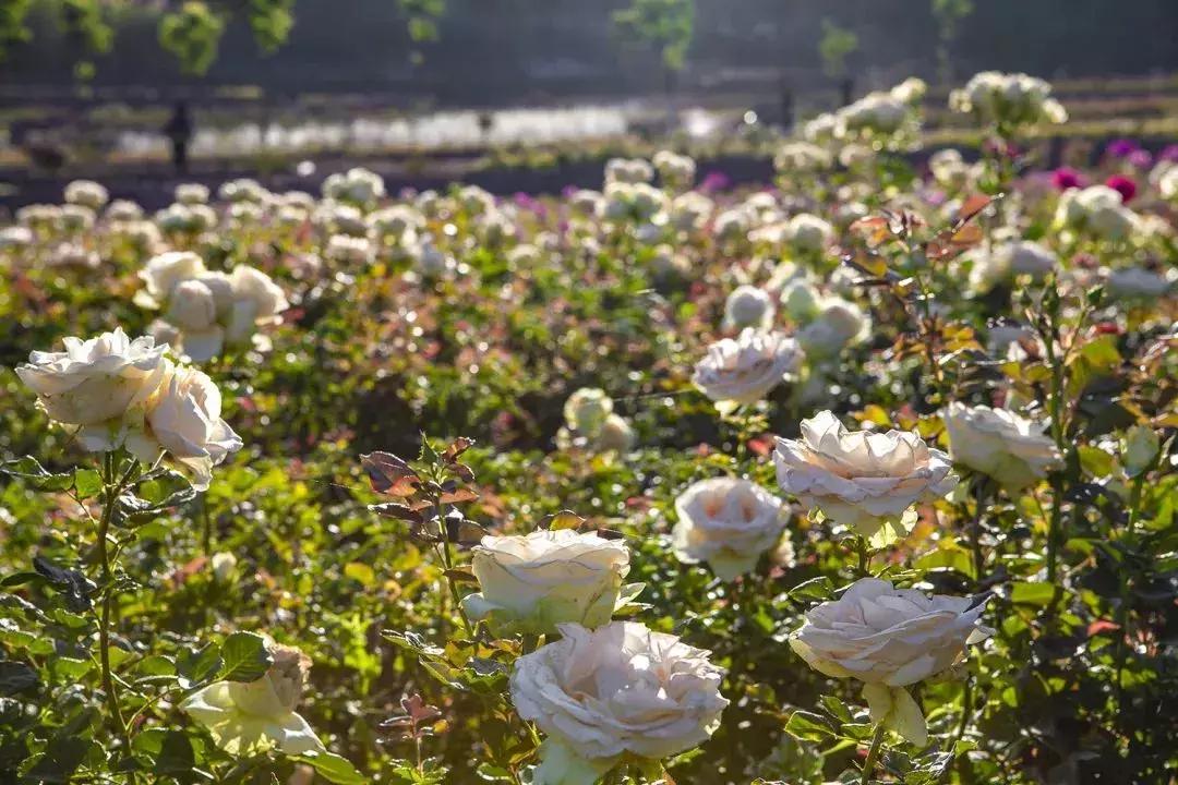凉山最漂亮的花海,西昌赏花攻略