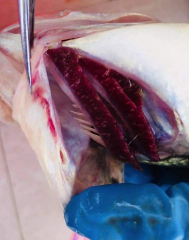 加州鲈烂身用什么药处理,加州鲈烂鳃是什么原因