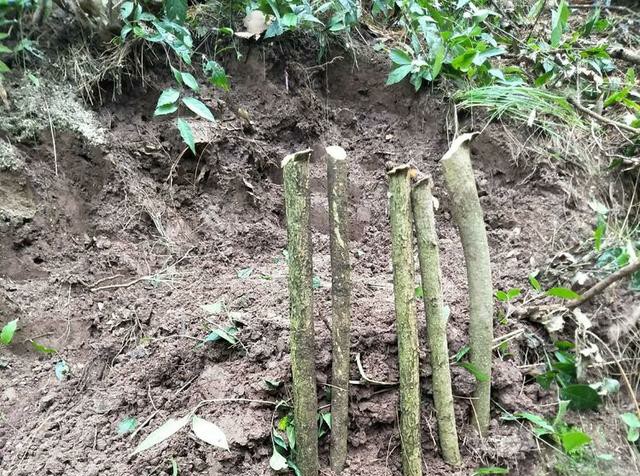 松树得了病枯黄用什么药,松树叶子变红是什么病