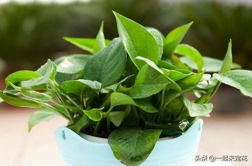 绿萝怎么养不长藤,绿萝怎么养才能不黄叶小妙招