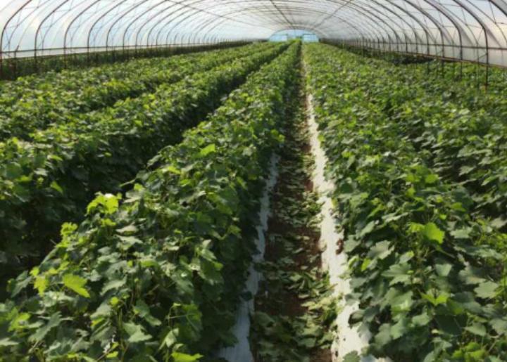 葡萄的枝条扦插技术,葡萄枝怎么扦插种植