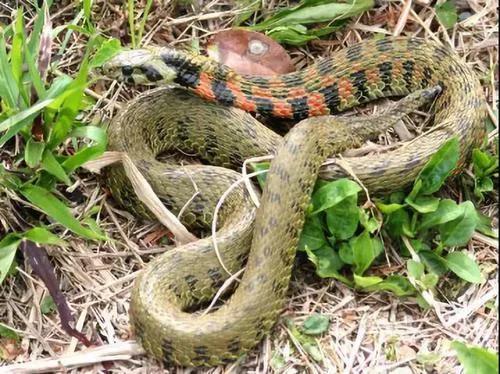 云南毒蛇品种大全及图片,云南毒蛇大全