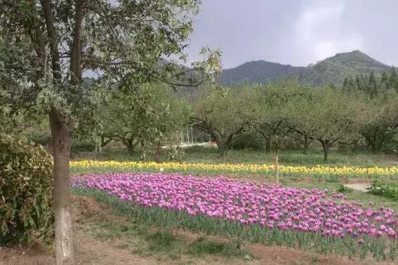 西安郁金香打卡地,去西安哪种郁金香最好