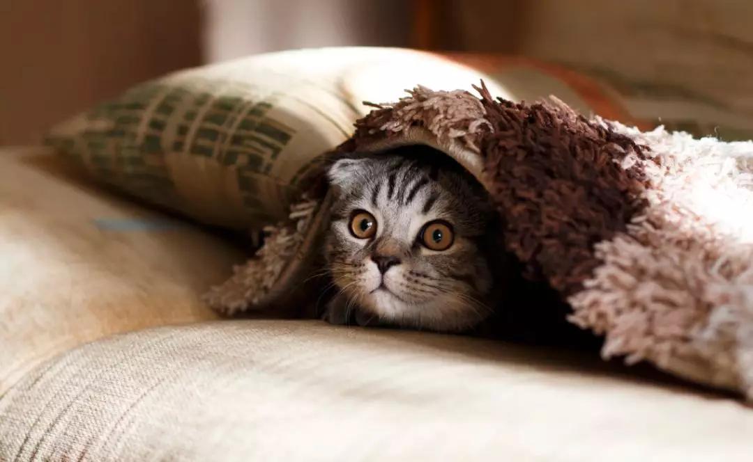 猫屎咖啡加盟费多少钱,猫屎咖啡到底好不好