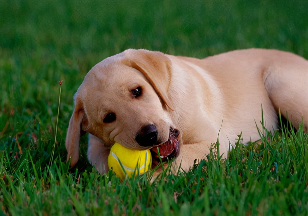 狗拉稀的症状及调理方法,狗狗拉稀了怎么回事及解决方法