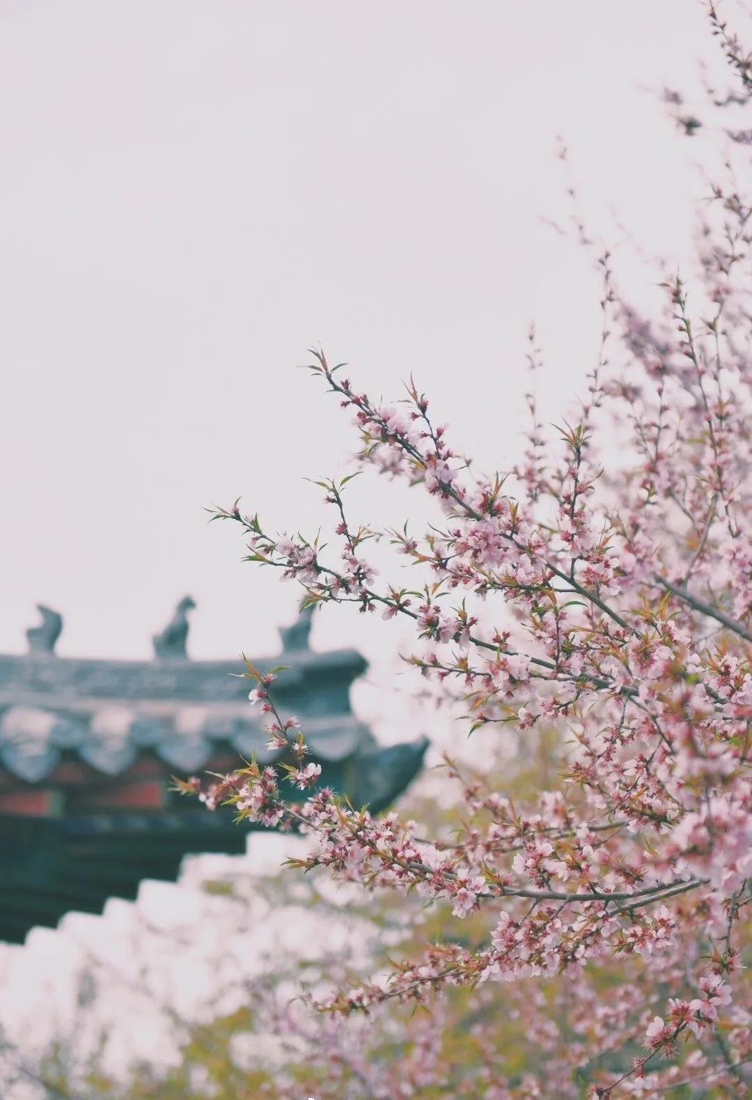 一个不出郑州的踏青好去处,天津春游公园推荐