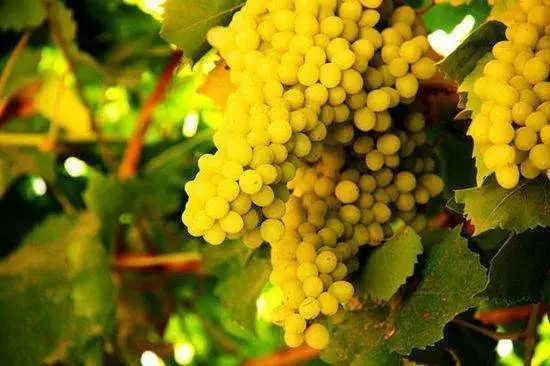 全国各地最全特产,全新疆特产