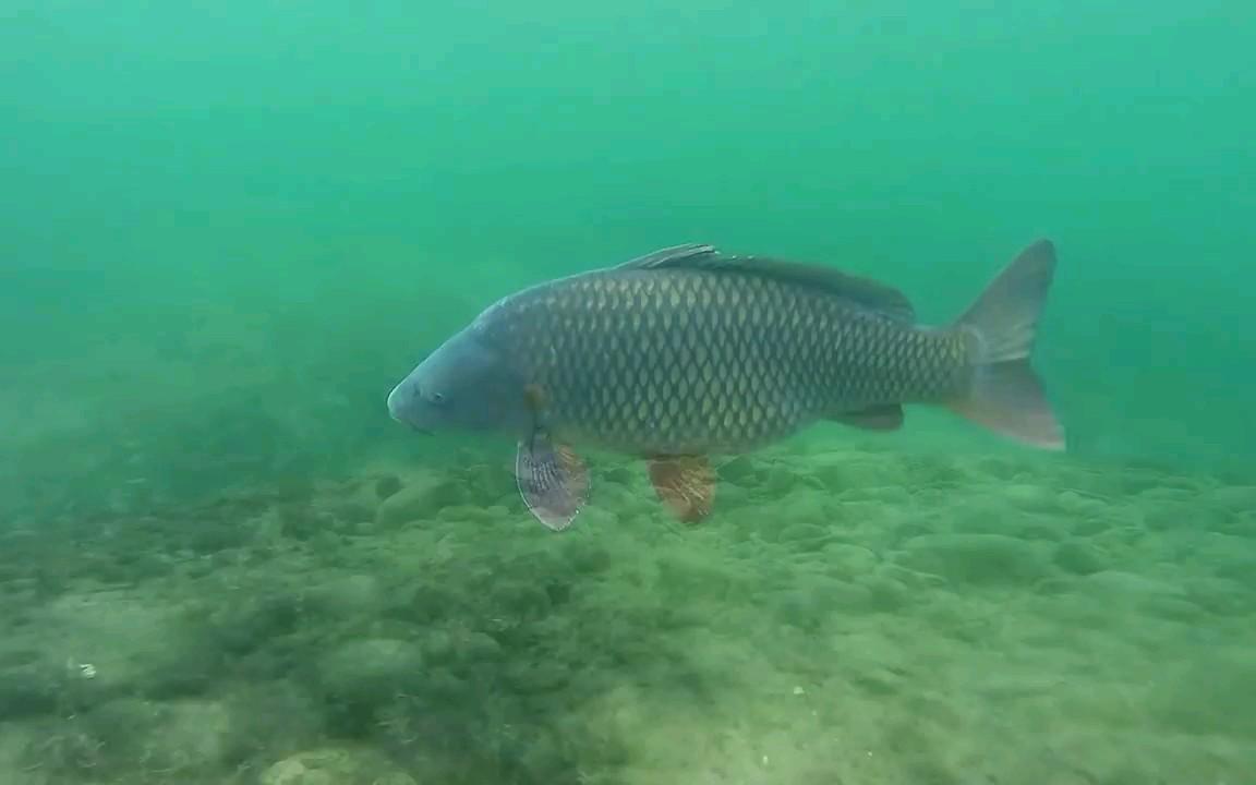 你钓过几种鱼,钓来的鱼有柴油味怎样解决