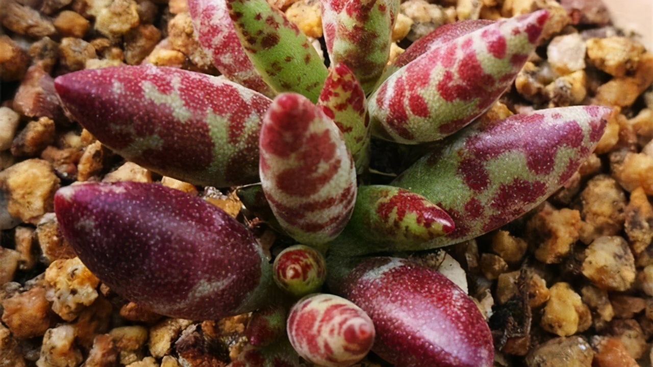 叶片有暗纹的多肉品种,全部水泡类多肉叶片