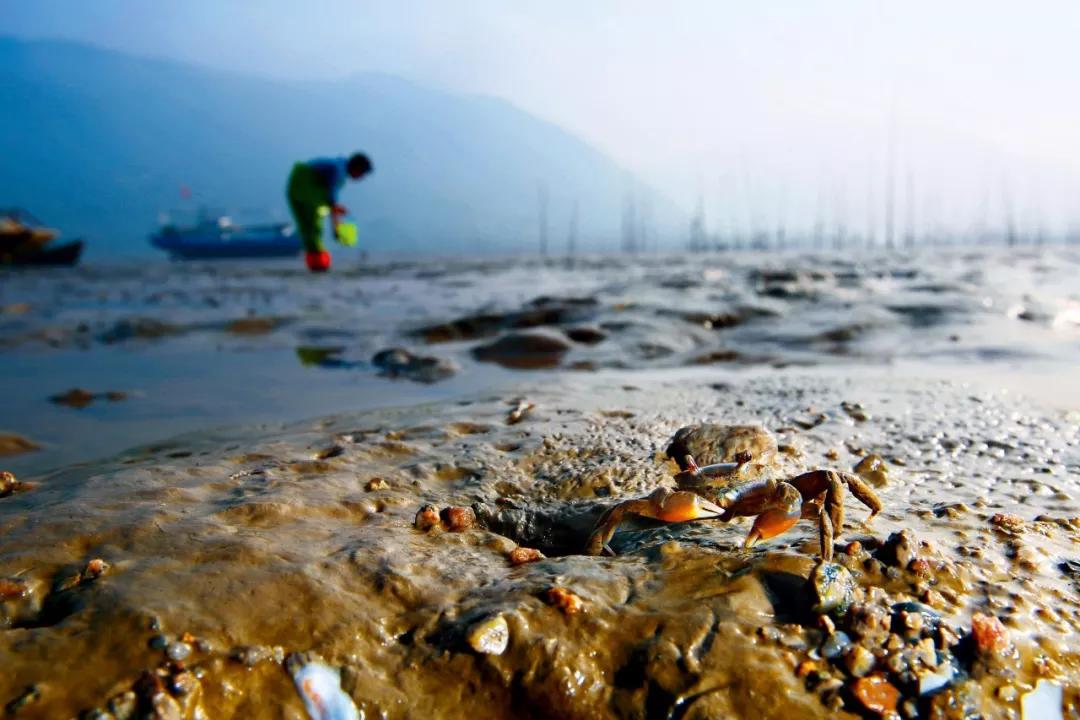 海苔和紫菜是一种植物吗,海苔紫菜海带裙带菜什么区别