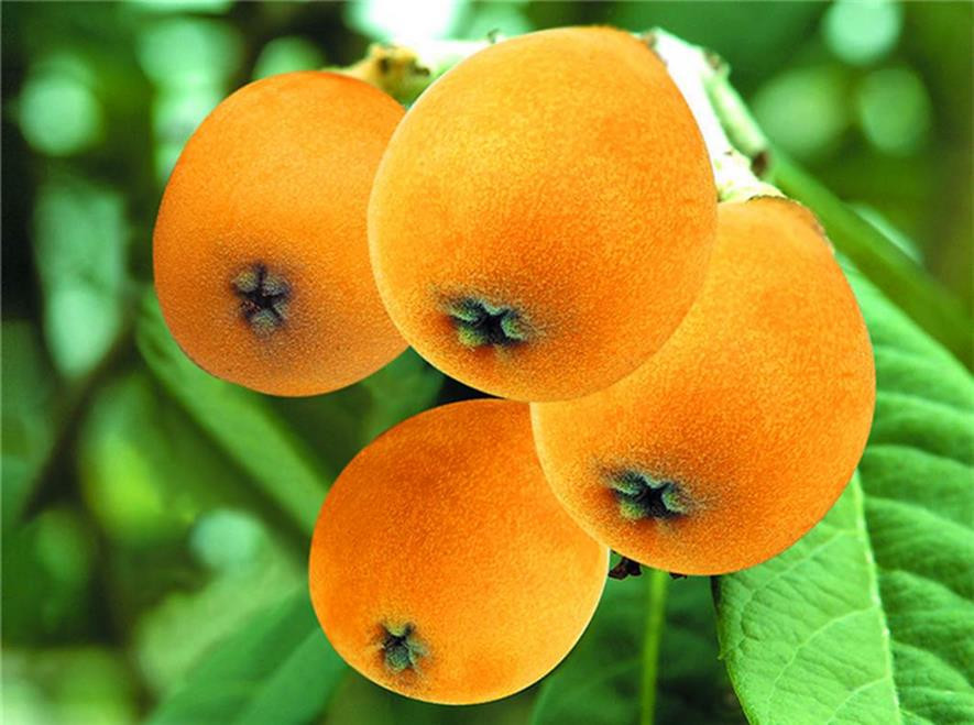 百种味道的果子,四季百种果子图片