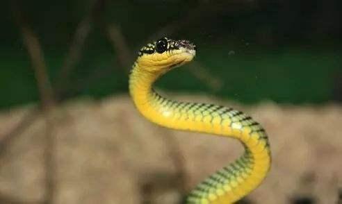 蛇是不是灵性的动物,蛇是灵性的动物