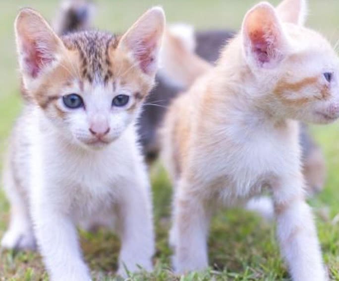 猫咪寄生虫感染人的途径,猫咪寄生虫感染用什么最好