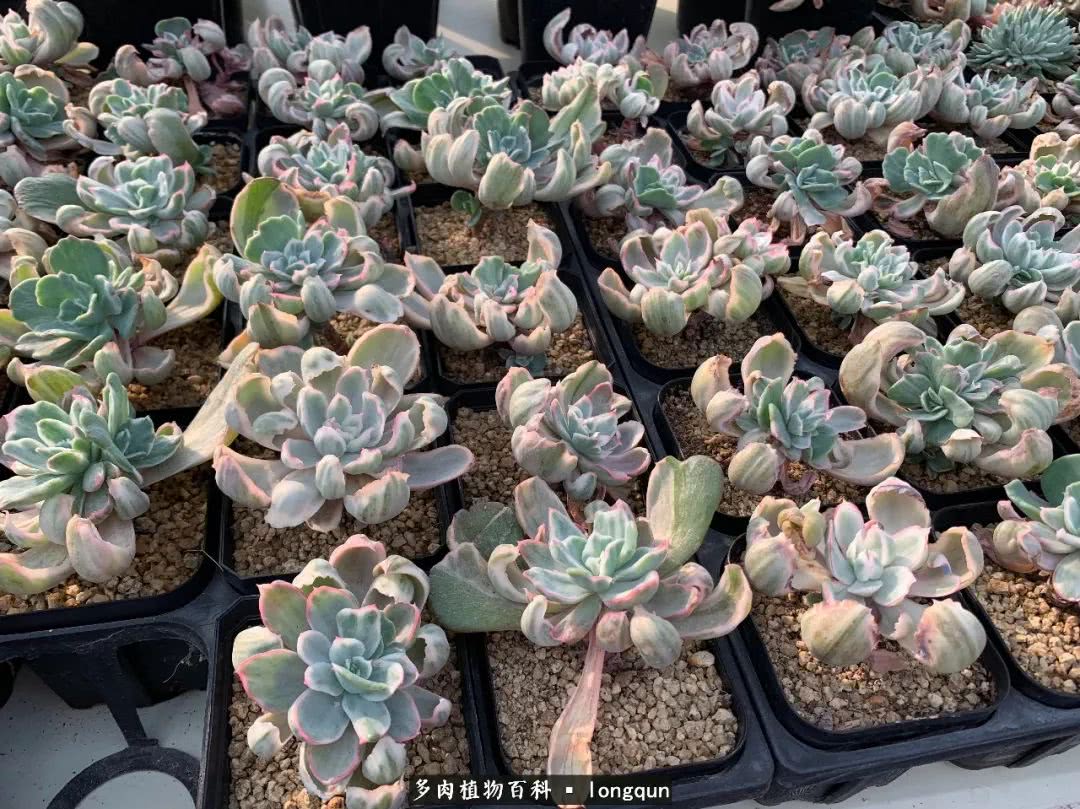 肉叔带你走遍韩国多肉大棚,记一次精彩的采摘之旅