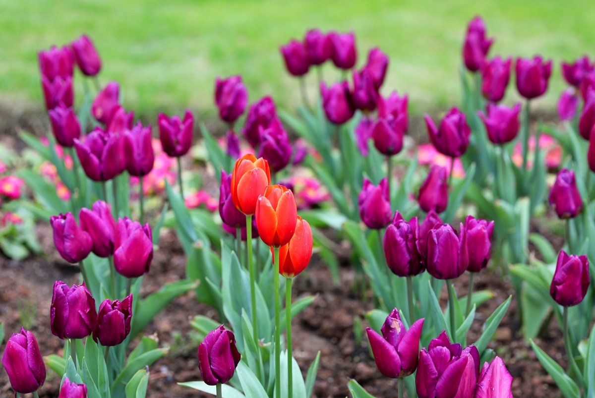 宁波现在哪里可以看郁金香,宁波郁金香在什么地方