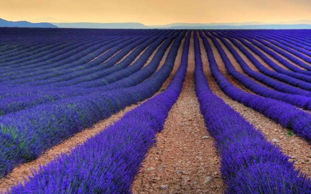 怎样拍好薰衣草照,如何拍紫色薰衣草