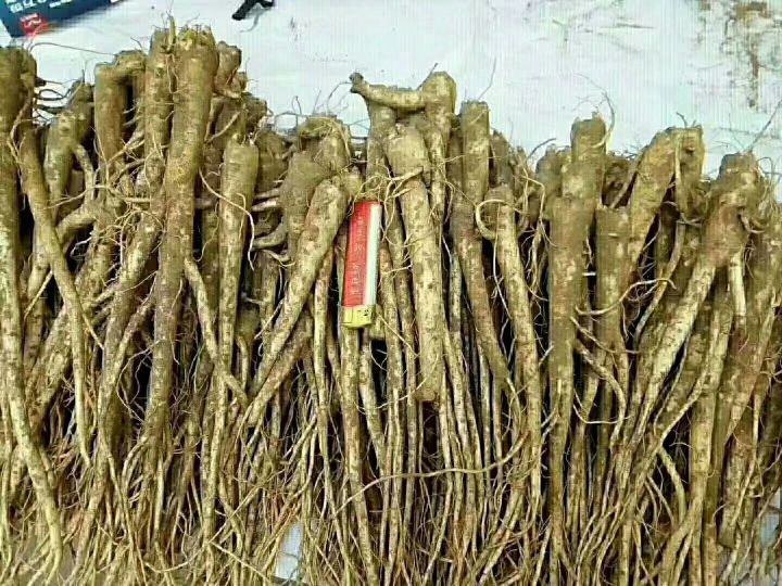 网购人参如此便宜，这样的人参还有没有价值？专家都说不要再吃了