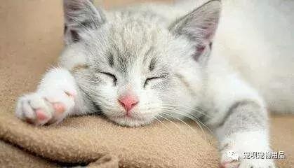 猫咪泌尿疾病怎么治疗,猫咪常见的疾病有哪些