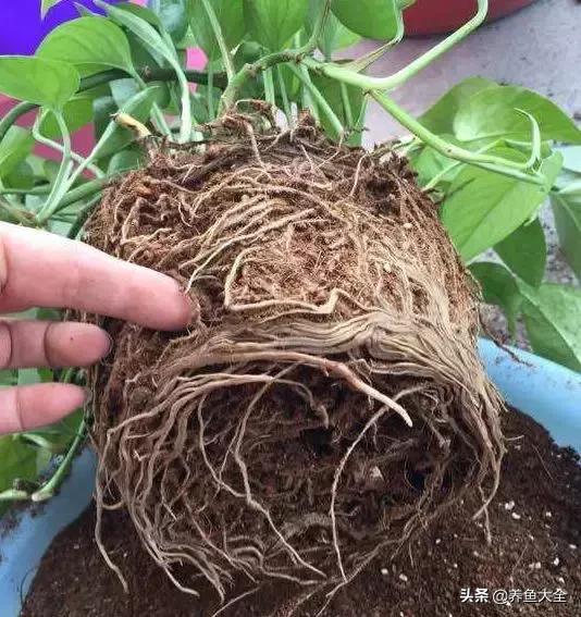 花烂了就扔了吧,盆栽的花烂根了怎么办
