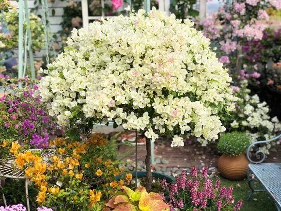 冬季茶花黄叶掉叶子的补救方法,冬季麒麟掌黄叶落叶什么原因