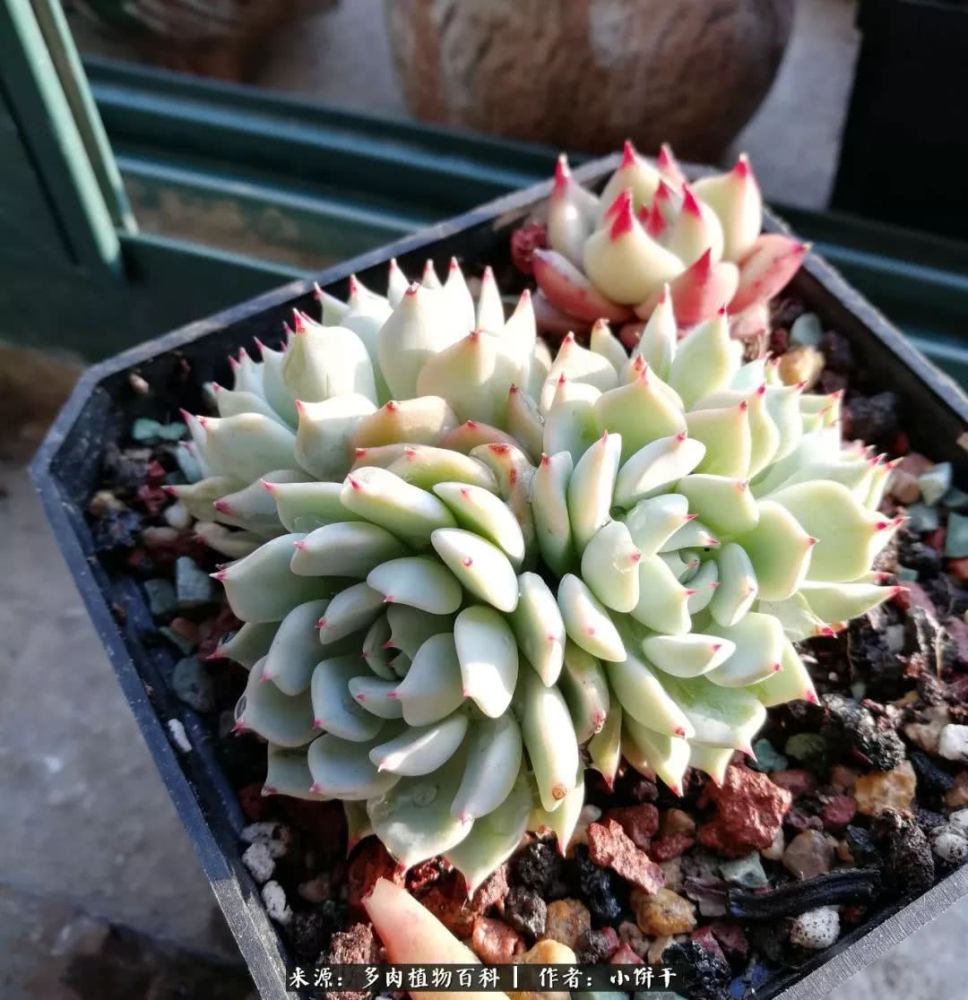 无肉不欢的肉瘾少女，日日沉迷于美色无法自拔！