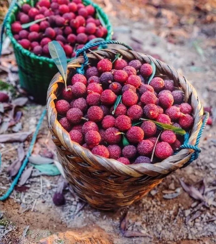 吃上一颗杨梅,正宗苏州杨梅