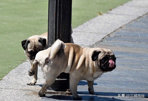 养宠小知识狗狗便秘喝蜂蜜有用吗,狗狗喂头孢可以缓解细小吗