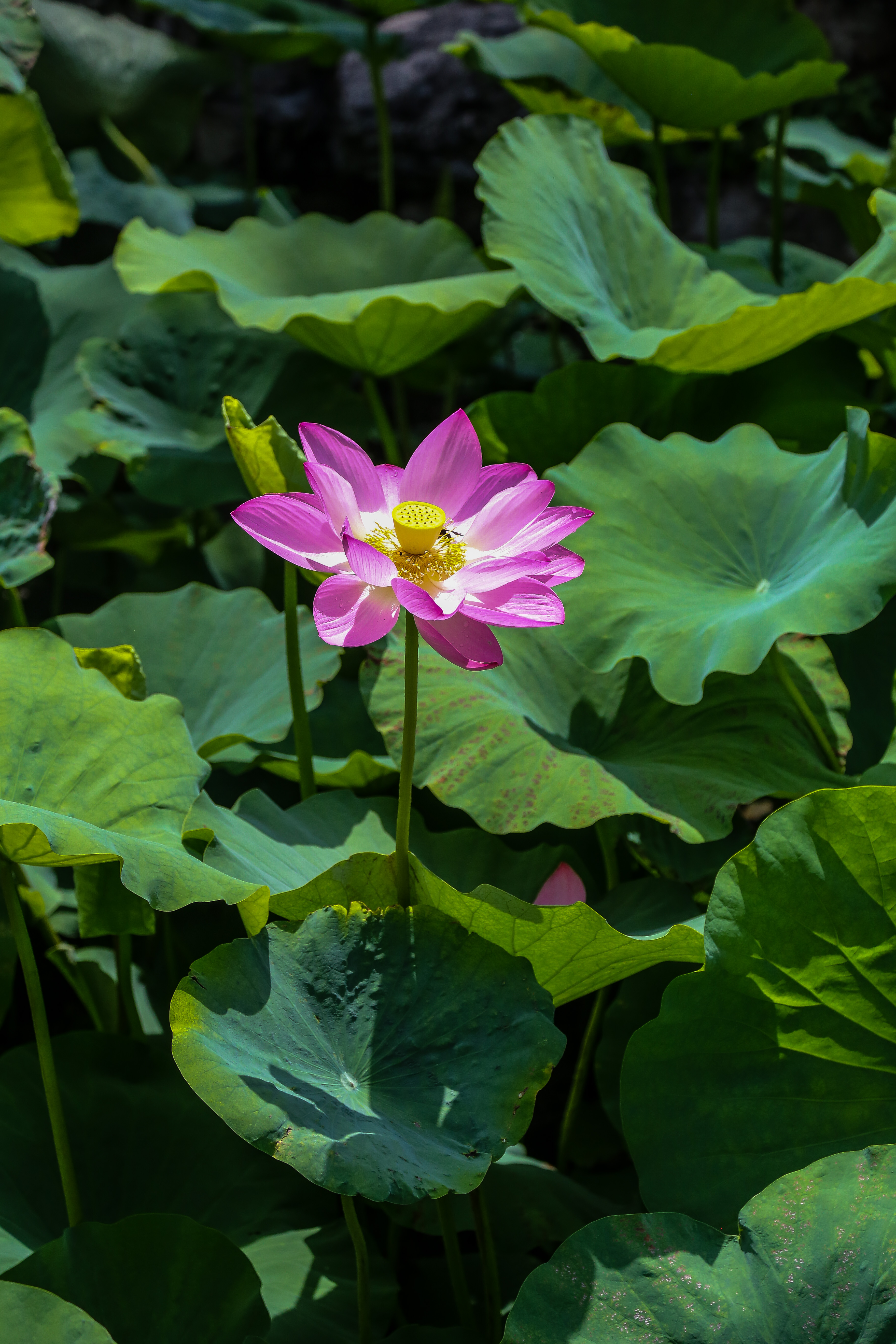 保定市古莲花池夜景,保定古莲花池美照