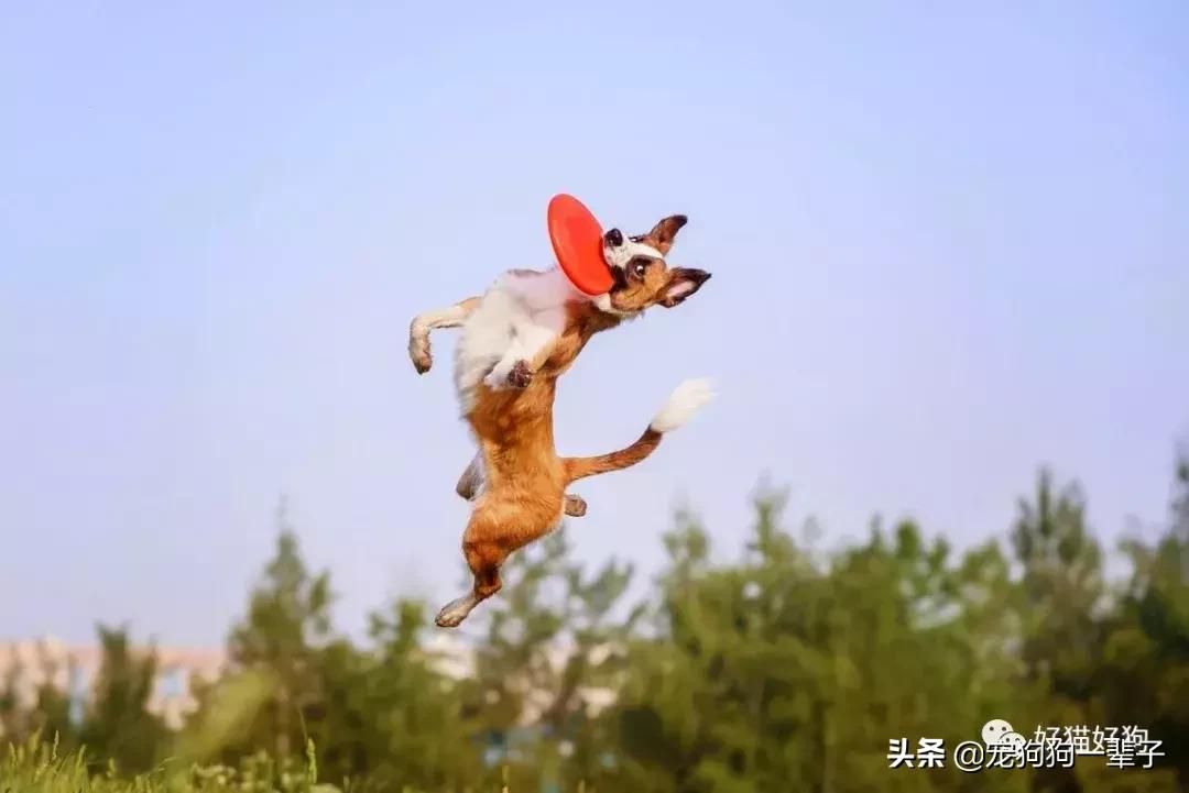 让狗狗安静下来的最简单办法,学会以下招数让狗狗训练有素