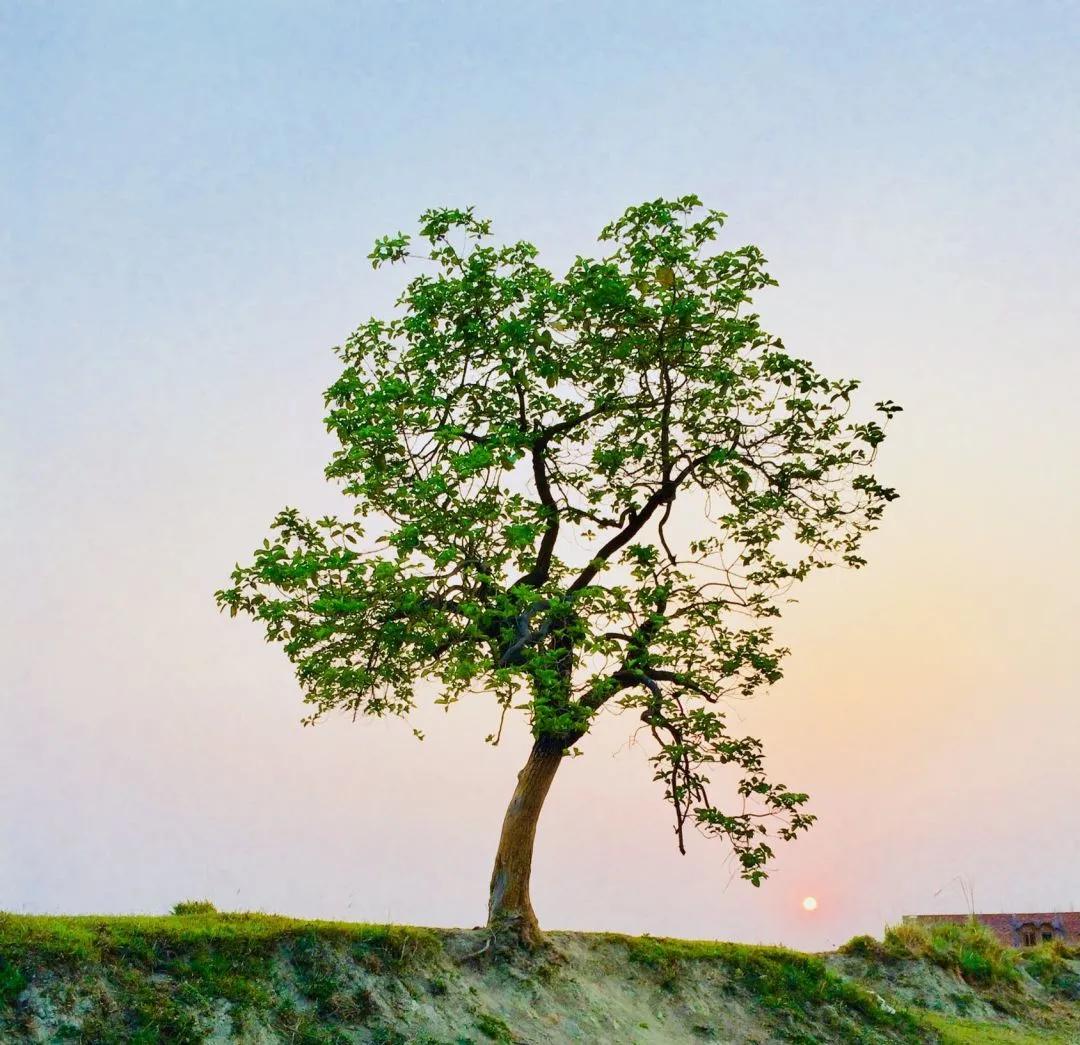 木地板松动踩有声音怎么处理,木地板踩上去有声音