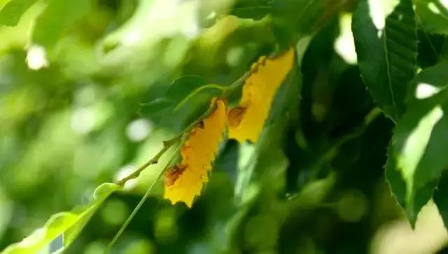 波斯地毯，madeinchina，这家南召小县城年产值24亿！