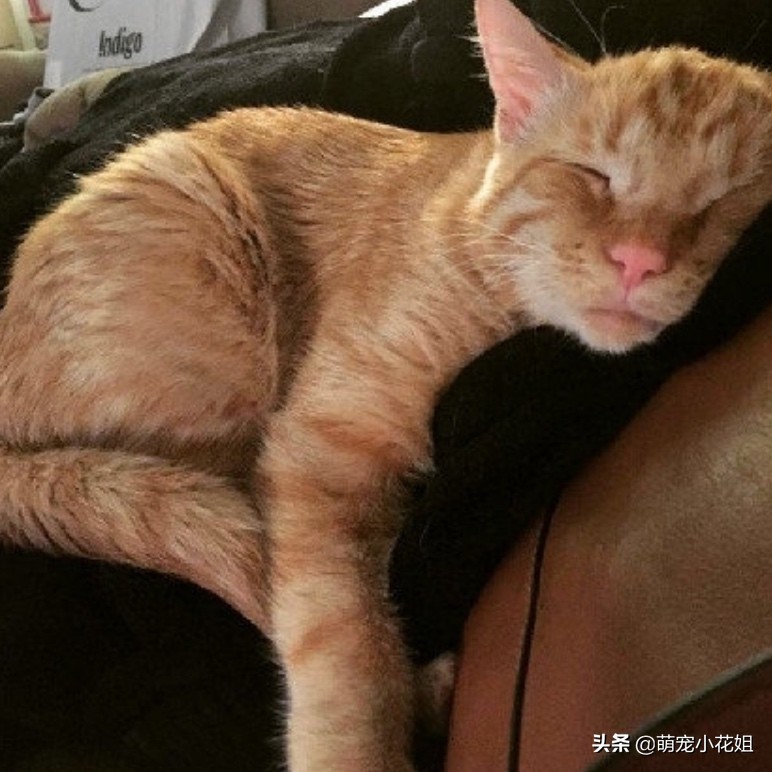 流浪猫被救助后无人收养会怎样,流浪猫在救助基地渴望被收养