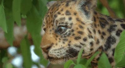 豆瓣9.8分悬疑大片,窥探电视剧豆瓣评分