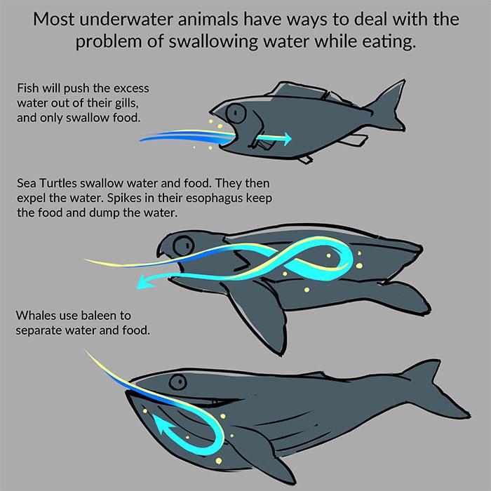 海龟受环境影响吗,海龟受到的污染