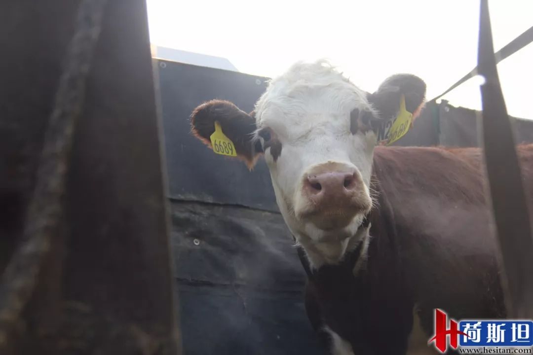 6000多头“澳妞”登陆京唐港中澳贸易即将零关税安格斯关税直降2%