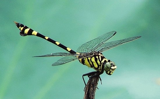 世界上最大的蜻蜓长什么样,有史以来世界上最大的蜻蜓