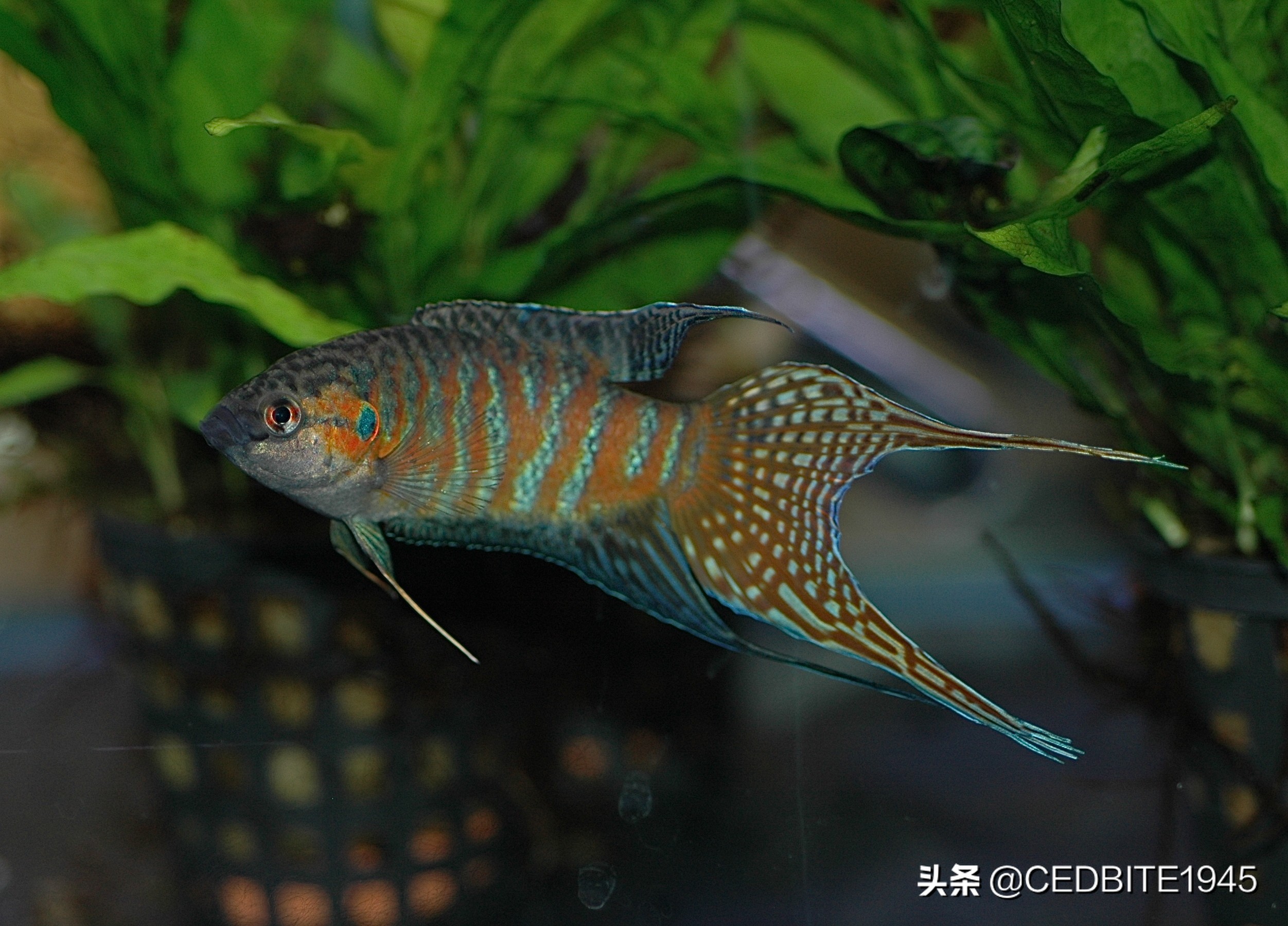 不死传说最强鲨鱼,新手十大养不死的观赏鱼