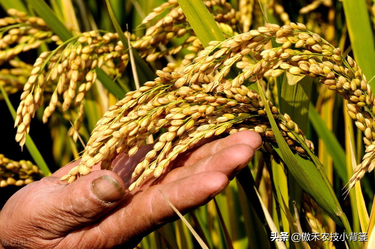 水稻巧施微量元素增产,水稻硅肥一亩用几斤